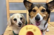 犬用スイーツ